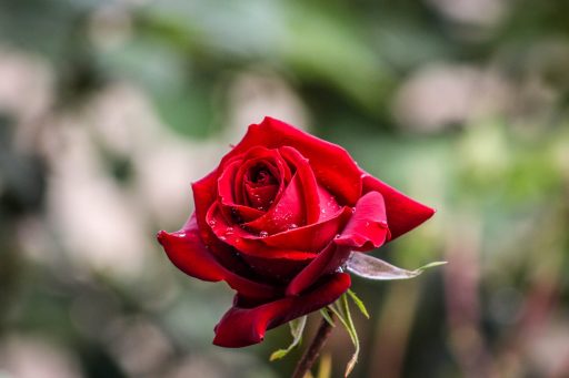 bokeh photography of red rose