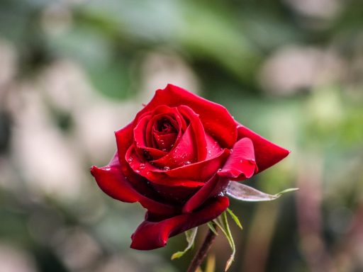 bokeh photography of red rose